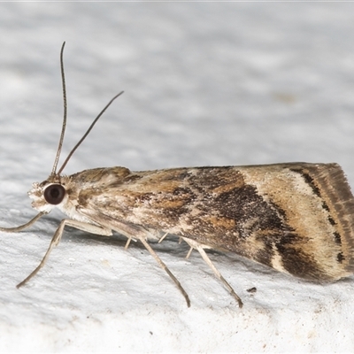 Hellula hydralis (Cabbage Centre Moth) at Melba, ACT - 30 Oct 2024 by kasiaaus