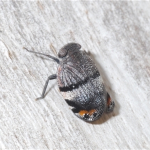 Platybrachys vidua at Tharwa, ACT - 1 Nov 2024 02:33 PM