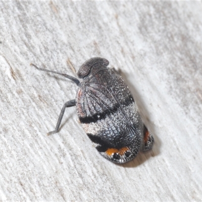 Platybrachys vidua (Eye-patterned Gum Hopper) at Tharwa, ACT - 1 Nov 2024 by Harrisi