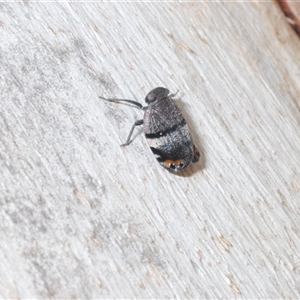 Platybrachys vidua at Tharwa, ACT - 1 Nov 2024