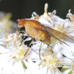 Lauxaniidae (family) at Tharwa, ACT - 1 Nov 2024 by Harrisi