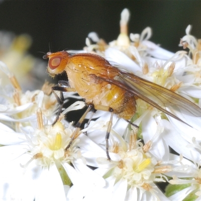 Lauxaniidae (family) at Tharwa, ACT - 1 Nov 2024 by Harrisi