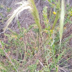 Austrostipa densiflora (Foxtail Speargrass) at Hackett, ACT - 31 Oct 2024 by WalkYonder