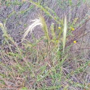 Austrostipa densiflora at Hackett, ACT - 31 Oct 2024