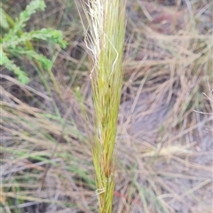 Austrostipa densiflora at Hackett, ACT - 31 Oct 2024 10:55 AM