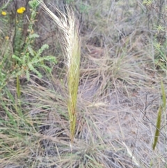 Austrostipa densiflora at Hackett, ACT - 31 Oct 2024