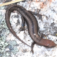 Lampropholis guichenoti (Common Garden Skink) at Tharwa, ACT - 1 Nov 2024 by Harrisi