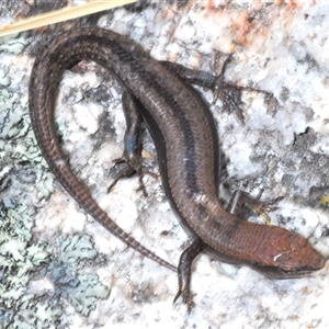 Lampropholis guichenoti at Tharwa, ACT - 1 Nov 2024 03:05 PM