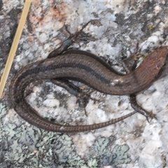 Lampropholis guichenoti at Tharwa, ACT - 1 Nov 2024 03:05 PM