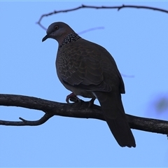 Spilopelia chinensis (Spotted Dove) at Bonython, ACT - 2 Nov 2024 by RodDeb