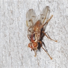 Muscidae (family) (Unidentified muscid fly) at Yarralumla, ACT - 31 Oct 2024 by Harrisi