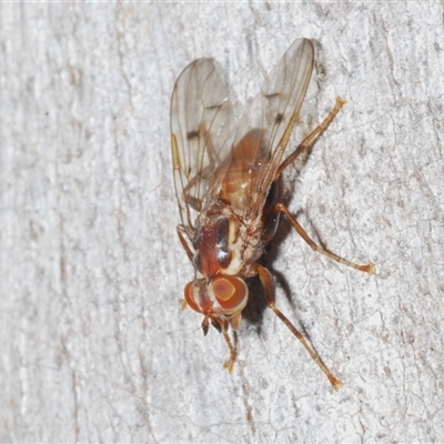 Muscidae (family) (Unidentified muscid fly) at Yarralumla, ACT - 31 Oct 2024 by Harrisi