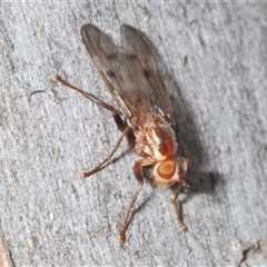 Muscidae (family) at Yarralumla, ACT - 31 Oct 2024