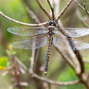 Hemicordulia tau at Penrose, NSW - 2 Nov 2024