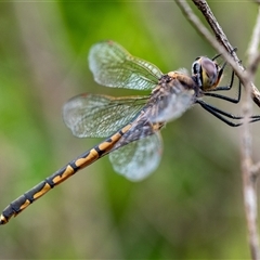 Hemicordulia tau at Penrose, NSW - suppressed