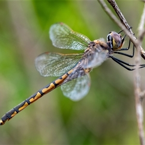 Hemicordulia tau at Penrose, NSW - 2 Nov 2024