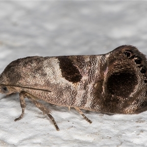 Eupselia beatella at Melba, ACT - 30 Oct 2024