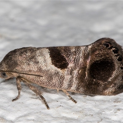 Eupselia beatella (Hypertrophidae) at Melba, ACT - 30 Oct 2024 by kasiaaus