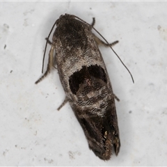 Eupselia beatella at Melba, ACT - 30 Oct 2024 09:15 PM