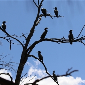 Phalacrocorax sulcirostris at Bonython, ACT - 2 Nov 2024