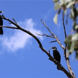 Phalacrocorax sulcirostris at Bonython, ACT - 2 Nov 2024