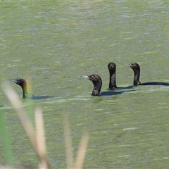 Phalacrocorax sulcirostris at Bonython, ACT - 2 Nov 2024