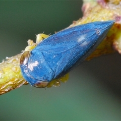 Neotartessus flavipes (A leafhopper) at Tharwa, ACT - 1 Nov 2024 by Harrisi