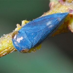 Neotartessus flavipes at Tharwa, ACT - 1 Nov 2024