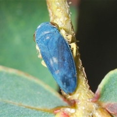 Neotartessus flavipes at Tharwa, ACT - 1 Nov 2024 03:19 PM