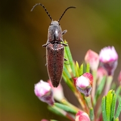 Monocrepidus sp. (genus) at Penrose, NSW - 2 Nov 2024 by Aussiegall