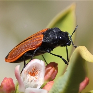 Castiarina erythroptera at Hughes, ACT - 1 Nov 2024