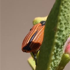 Castiarina erythroptera at Hughes, ACT - 1 Nov 2024