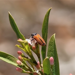 Castiarina erythroptera at Hughes, ACT - 1 Nov 2024