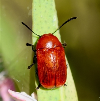 Aporocera (Aporocera) haematodes (A case bearing leaf beetle) at Hughes, ACT - 2 Nov 2024 by LisaH