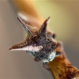 Acanthuchus trispinifer at Hughes, ACT - 2 Nov 2024