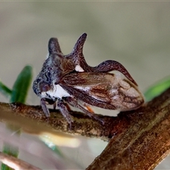 Acanthuchus trispinifer at Hughes, ACT - 2 Nov 2024 04:21 PM