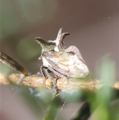 Acanthuchus trispinifer at Hughes, ACT - 2 Nov 2024