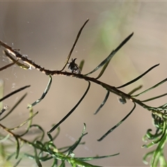 Acanthuchus trispinifer at Hughes, ACT - 2 Nov 2024