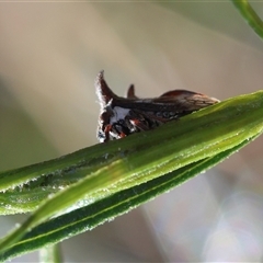 Acanthuchus trispinifer at Hughes, ACT - 2 Nov 2024