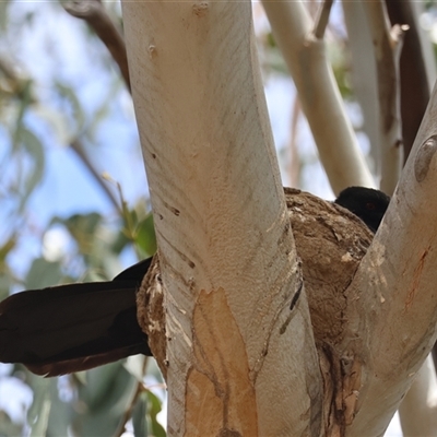 Corcorax melanorhamphos (White-winged Chough) at Deakin, ACT - 1 Nov 2024 by LisaH