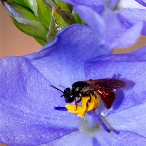 Exoneura sp. (genus) (A reed bee) at Penrose, NSW by Aussiegall