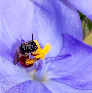 Exoneura sp. (genus) at Penrose, NSW - suppressed