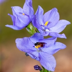 Exoneura sp. (genus) at Penrose, NSW - 2 Nov 2024