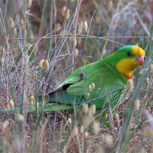 Polytelis swainsonii at Hughes, ACT - suppressed