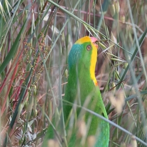 Polytelis swainsonii at Hughes, ACT - 2 Nov 2024