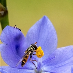 Melangyna viridiceps (Hover fly) at Penrose, NSW - 2 Nov 2024 by Aussiegall