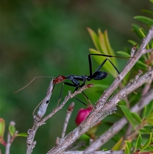 Leptomyrmex erythrocephalus at Penrose, NSW - suppressed