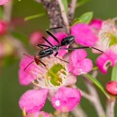 Leptomyrmex erythrocephalus at Penrose, NSW - suppressed