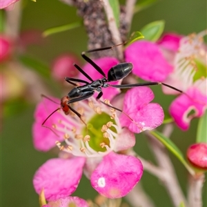 Leptomyrmex erythrocephalus at Penrose, NSW - suppressed