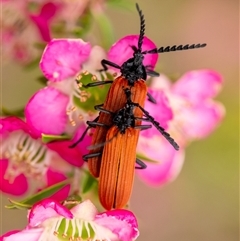 Porrostoma rhipidium (Long-nosed Lycid (Net-winged) beetle) at Penrose, NSW - 2 Nov 2024 by Aussiegall